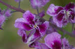 Pineoak jewelflower